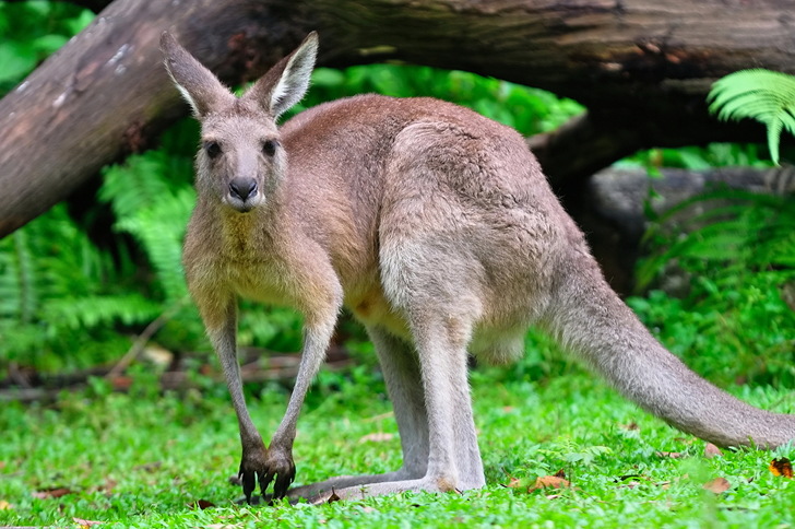 kangaroo